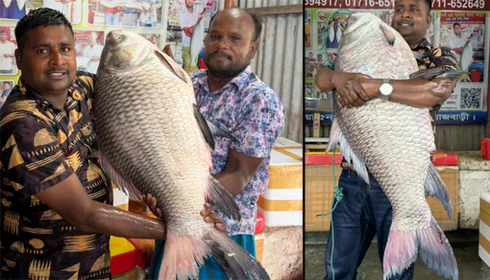 পদ্মার এক কাতল বিক্রি হলো অর্ধলক্ষ টাকায়!